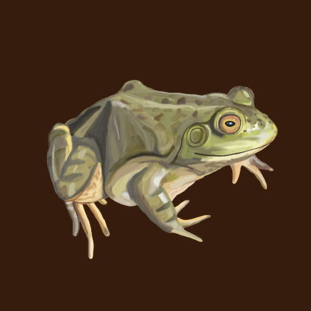 American Bullfrog Watercolor - NeatoShop