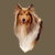 Rough Coated Sable White Collie Dog Portrait tiny thumbnail