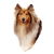 Rough Coated Sable White Collie Dog Portrait tiny thumbnail