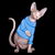 Cute Sphynx Cat with Blue Knit Sweater tiny thumbnail