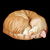 Sleeping Curled Orange Ginger Tabby Cat tiny thumbnail