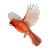 Flying Red Cardinal Illustration tiny thumbnail
