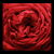 Romantic Dark Red Crimson Rose Pattern tiny thumbnail