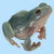 Happy Australian Green Tree Frog tiny thumbnail