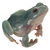 Happy Australian Green Tree Frog tiny thumbnail