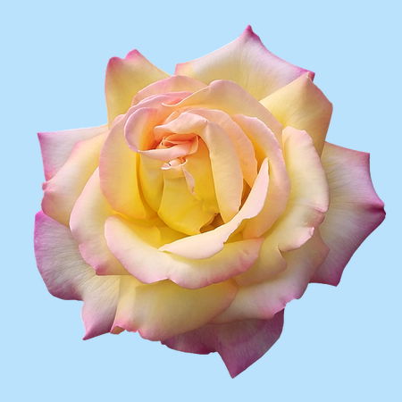 Ombre Rose