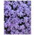 Purple Floral Garden Flower Pattern tiny thumbnail