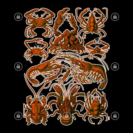 Decapods Examples Decapods naturalist illustration - NeatoShop