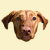 Funny Grinning Vizsla Dog Portrait tiny thumbnail