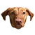 Funny Grinning Vizsla Dog Portrait tiny thumbnail