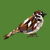 London Sparrow - British Garden Bird tiny thumbnail