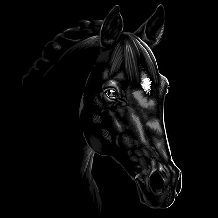 Beautiful Arabian horse - NeatoShop